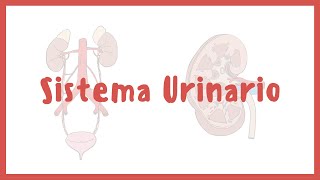 ANATOMÍA | Sistema urinario, riñones, vejiga, uretra y uréteres | Blasto Med