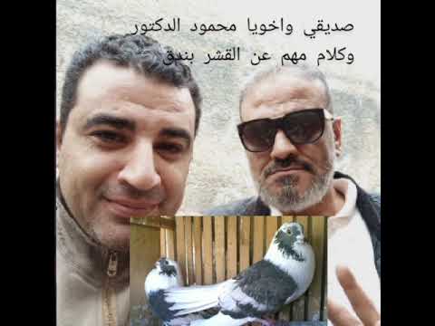 كلام عن القشر بندق ابلق قشربندق