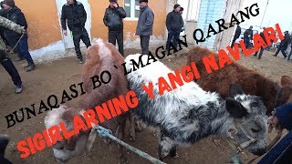 12.01.20 Sigirlarning Yangi Navlari ! Bunaqasi Bolmagan Qarang ! Гойбу  Мол-Кой  Бозор !