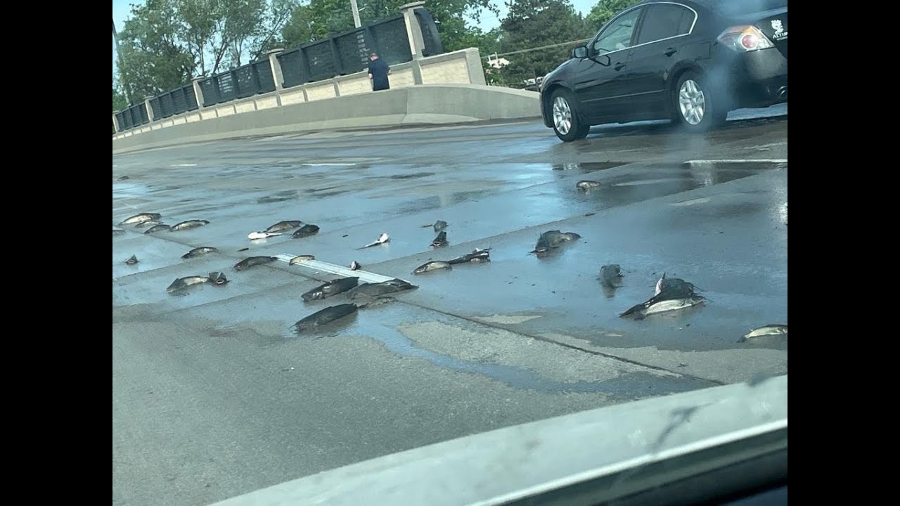 A Fishy Standoff (PODCAST) YouTube