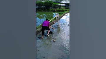 Robots replace oxen pulling plowshares. — The reality of life in China #funny #farming #robot