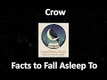 The Crow's Quiet Intelligence, Facts to Fall Asleep To (Calm Sleep Narration)