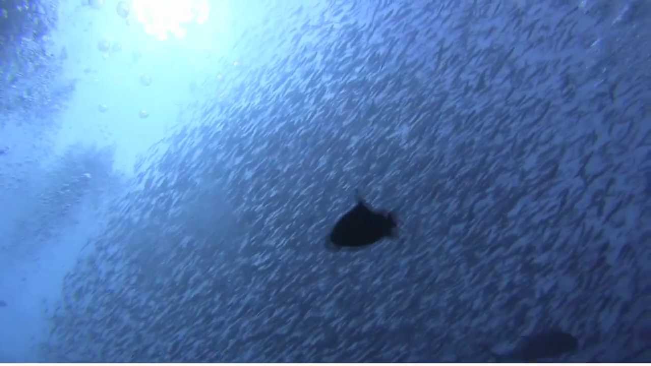 モルディブの魚影の濃さ Youtube