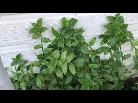 Video: Lettuce Leaf Basil - Yuav Ua Li Cas Loj hlob Basil Nrog Cov Nplooj Loj