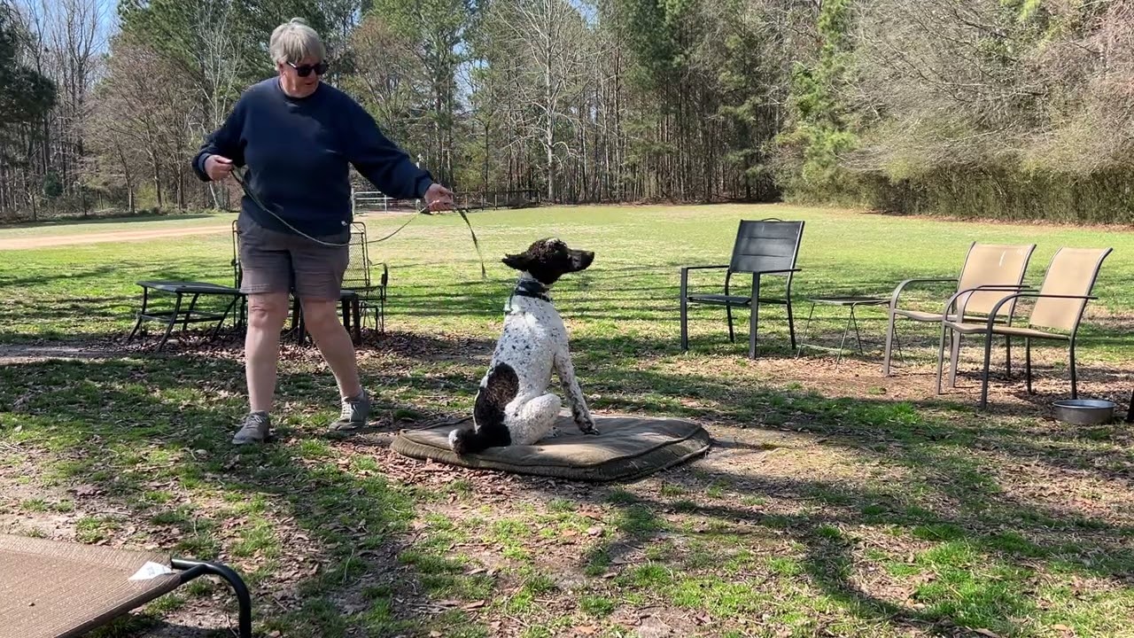 Keno - leash work + place intro