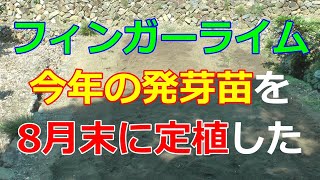 フィンガーライム苗を8月末に定植
