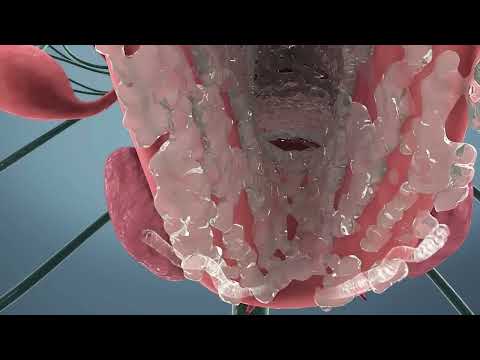 فيديو شاهد كيف يحدث القذف عند الانثي (female ejaculation)