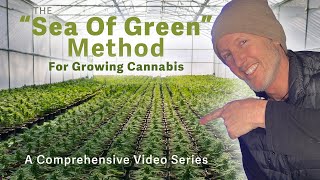 Sea of Green in 2025 - DIY Grow!