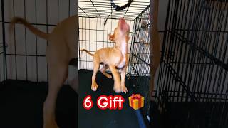6 gift from above #motivation #life #puppy #denzelwashington