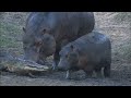 カバの赤ちゃんVSワニ