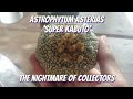 The nightmare of all collectors (Astrophytum Asterias)
