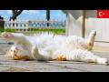 猫と猫好きの天国的公園。イスタンブール猫動画【4K】