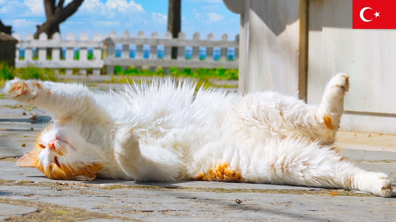 Cat Paradise by the Sea: 80 Minutes of Pure Peace | 4K - YouTube