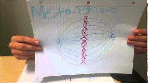 Modeling Project-Cell Cycle-Bio-201 Lecture