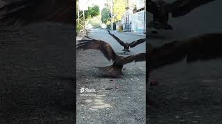 Kite bird attack on meat and  picking