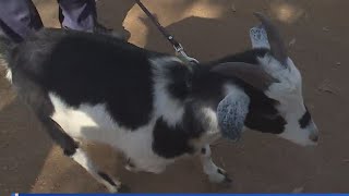 Austin mayor walks goat to promote udderly fantastic trail program