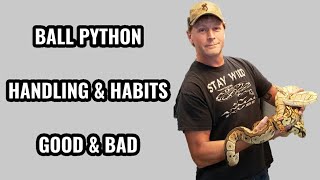 Ball Python Handling Tips & Habits *Good & Bad*