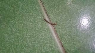 Con Rết Bò Trên Nền Nhà - Centipede Crawling On The Floor