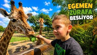 Egemen hayvanat bahçesinde zürafalarla