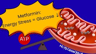 Metformin Mechanism Explained | The Energy Stress & AMPK Pathway Simplified