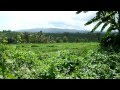 INDONESIE : Lama et ganesh à Bali