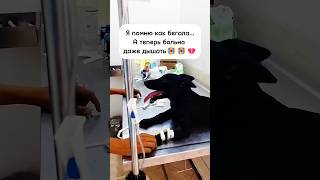 Этой малышке тяжело дышать ей очень нужна помощь🙏🙏🙏#animals #pets #puppy #puppies #собака #приют