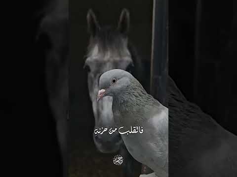 قلي منى العمر والايام تجمعنا