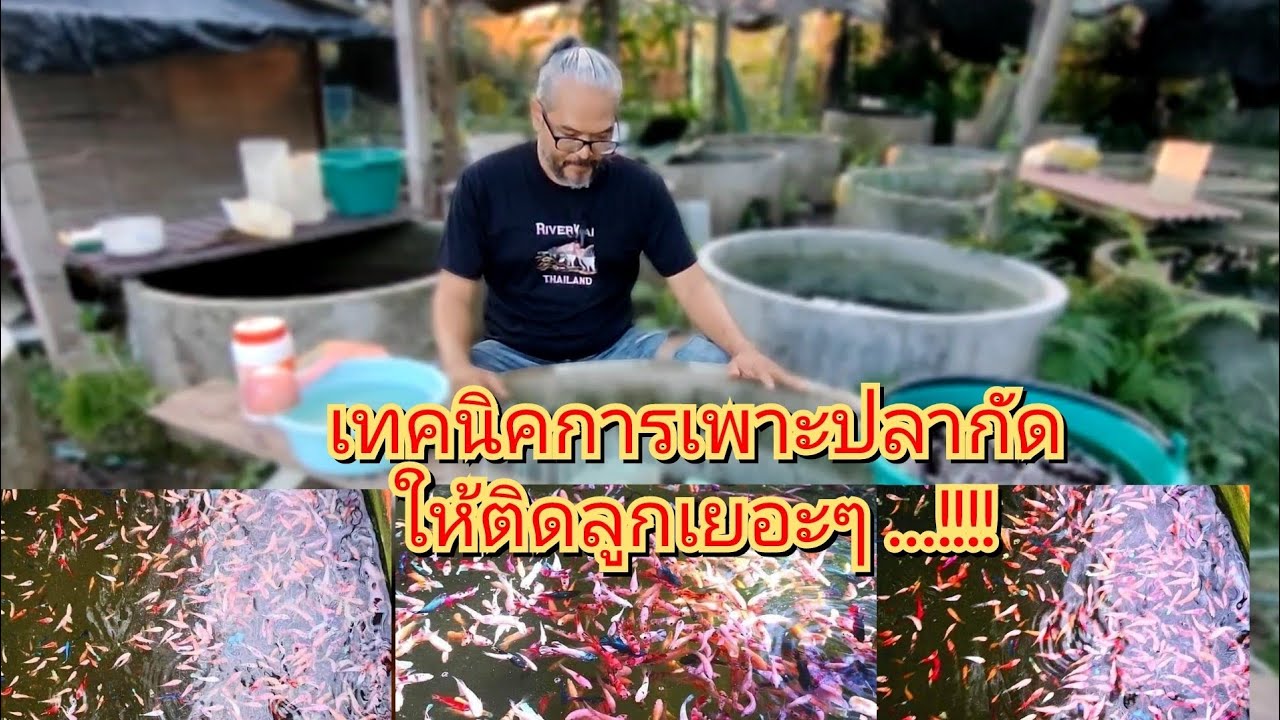 เทคนิคการเพาะปลากัดให้ติดลูกเยอะมากๆ ..!! #เพาะปลากัด #beautifulbettafish #ปลากัดสวยงาม #betta