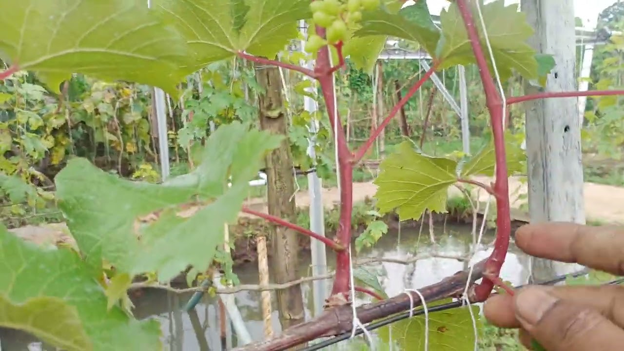 Membuat Percabangan Anggur Double Cordon 4 Sekunder Sistem Trelis