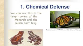Animal Defense against Predators