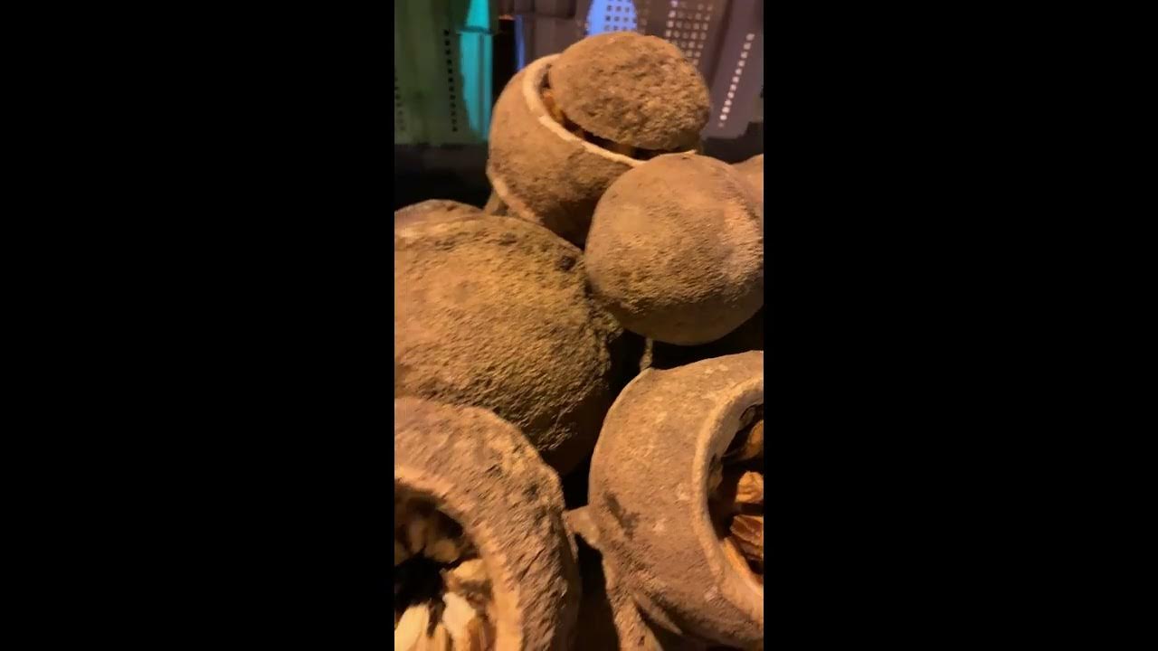 Brazilian nuts In Trinidad YouTube