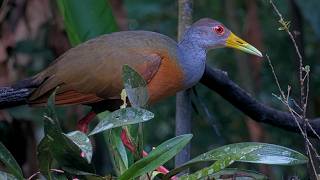Gray-cowled Wood-Rail Dines On Fruit In Panama | August 13, 2026
