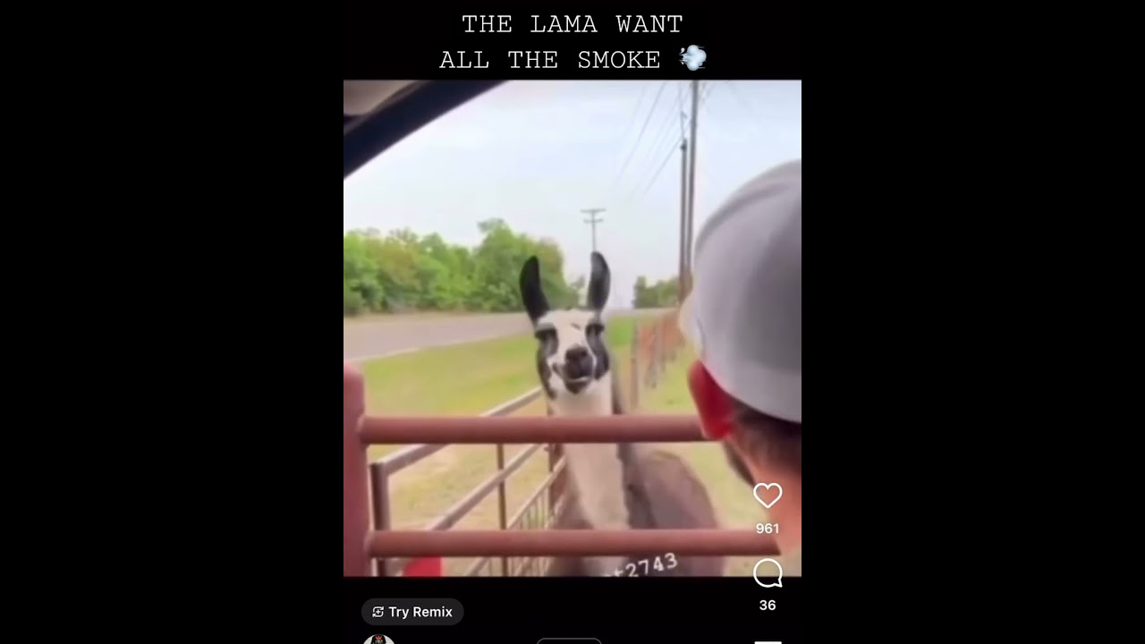 LLAMA VS MAN IN A TRUCK 🤣 