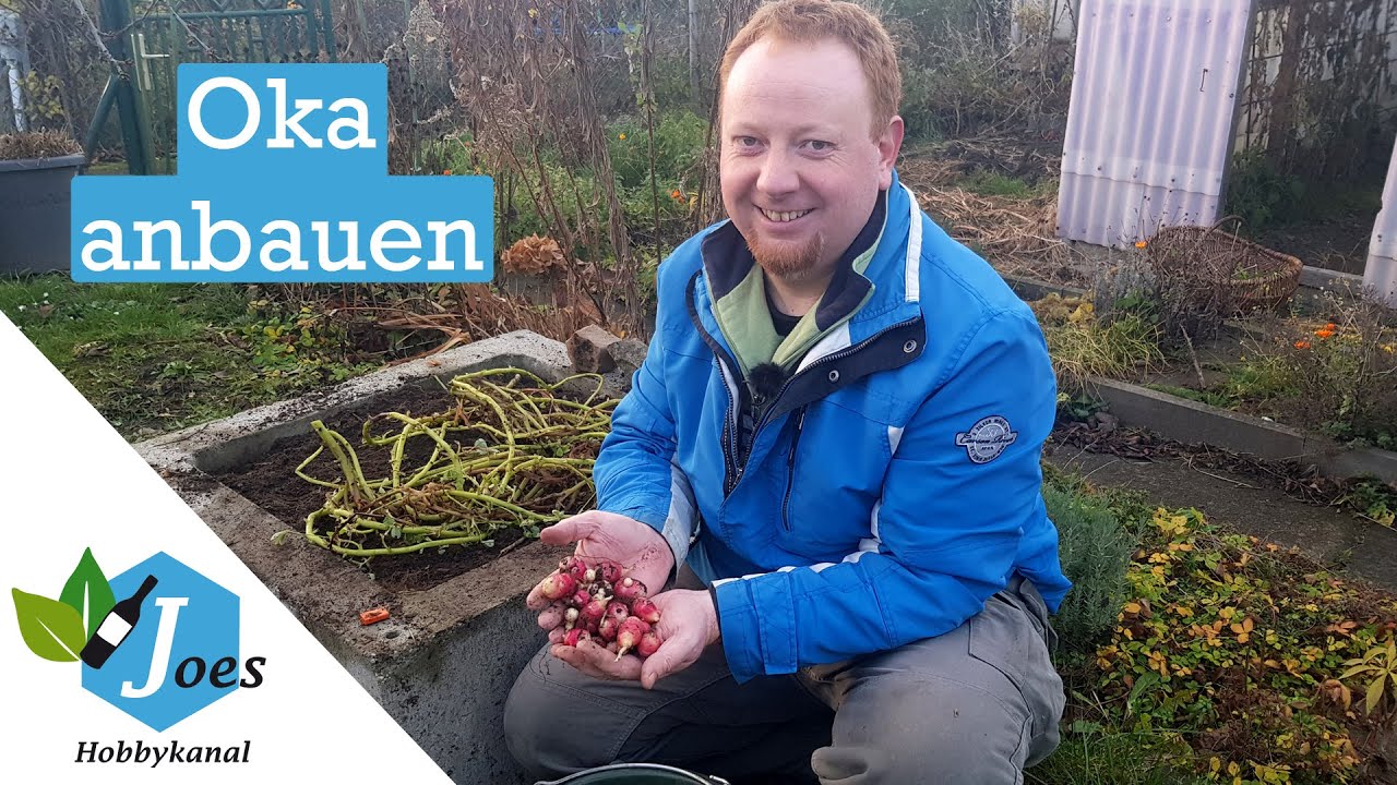 Oka im Garten anbauen | Knolliger Sauerklee übers Jahr verfolgt