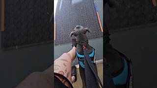 Famous Walmart is NOT pet friendly 🙄 #servicedogintraining #dogs #servicedoghandler #thorfinn #foryou Net Worth