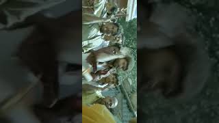 sharpaana Sanda Sevalu Black Boy Gokul 