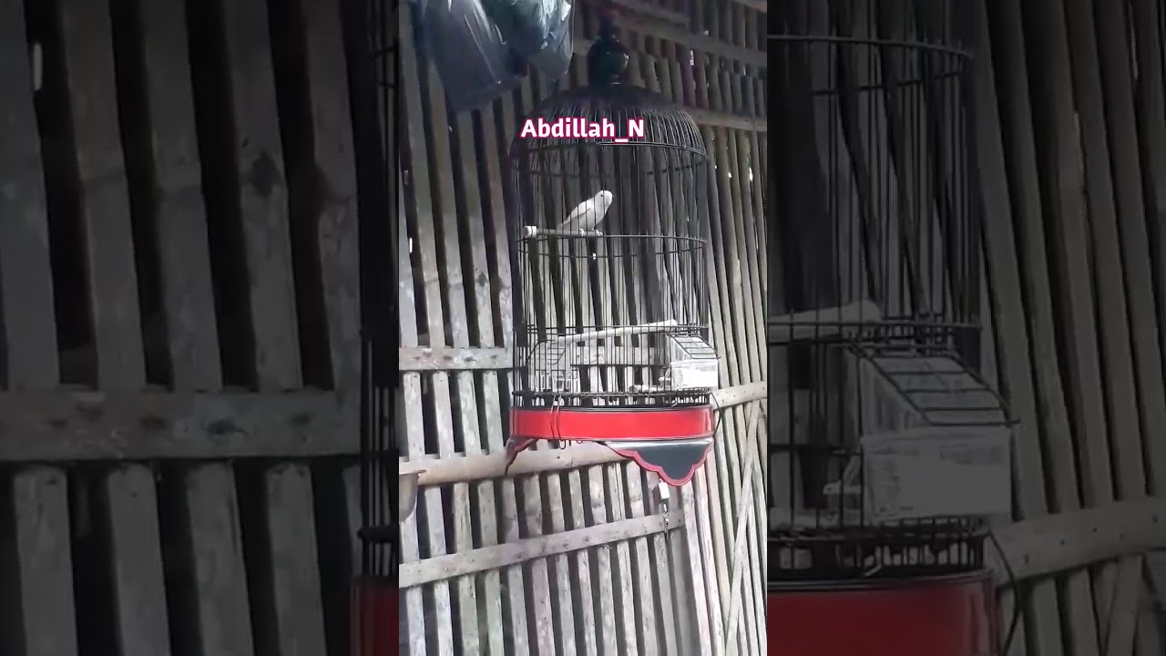 Burung love bird putih albino PAUD!! belajar ngetik 