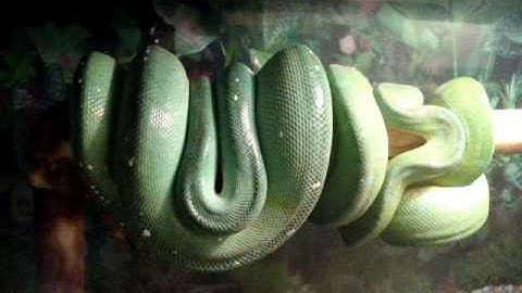 *BIG Surprise* Breeding Update Green Tree Python (Medusa & Merlin)