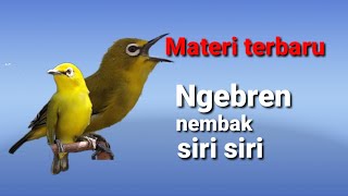 masteran pleci ngebren fariasi tit tit tit siri siri