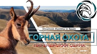 Uncovering Epic Hunting in Spain: The Pyrenean Chamois Challenge