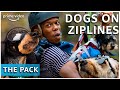 Honden ziplinen met hun baasjes in The Pack | Amazon Prime Video NL