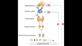 Mechanism Of Action Of Thyroid Hormone