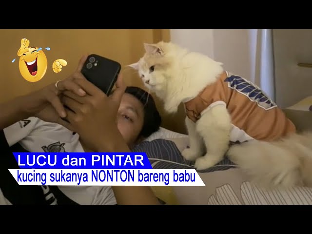 bikin NGAKAK/kucing PINTAR bernyanyi/kompilasi kucing lucu/kucing paling lucu/#CT class=