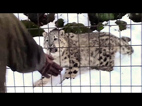 video phone beyonce mp3 帰ろうとしないユキヒョウの子供「フク」その4(多摩動物公園)Zoo Keeper & Snow Leopard Cub