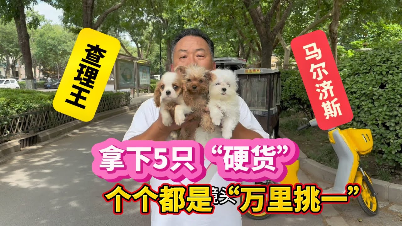 亮哥代购堪称经典，一口气拿下5只“硬货”，绝对让网友大开眼界