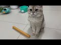 6 month old kitten cat exploring toy drum stick for the first time