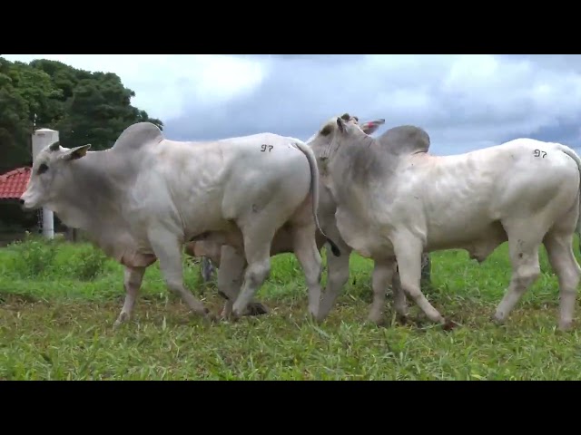 Lote 97 - 18º Leilão Fazenda Fortaleza