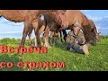 Тренинг "Психология лошади". Встреча со страхом!