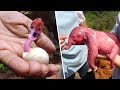 जानवरों के बच्चे भी इंसानो से कम प्यारे नहीं होते | This Is What Newborn Animals Look Like