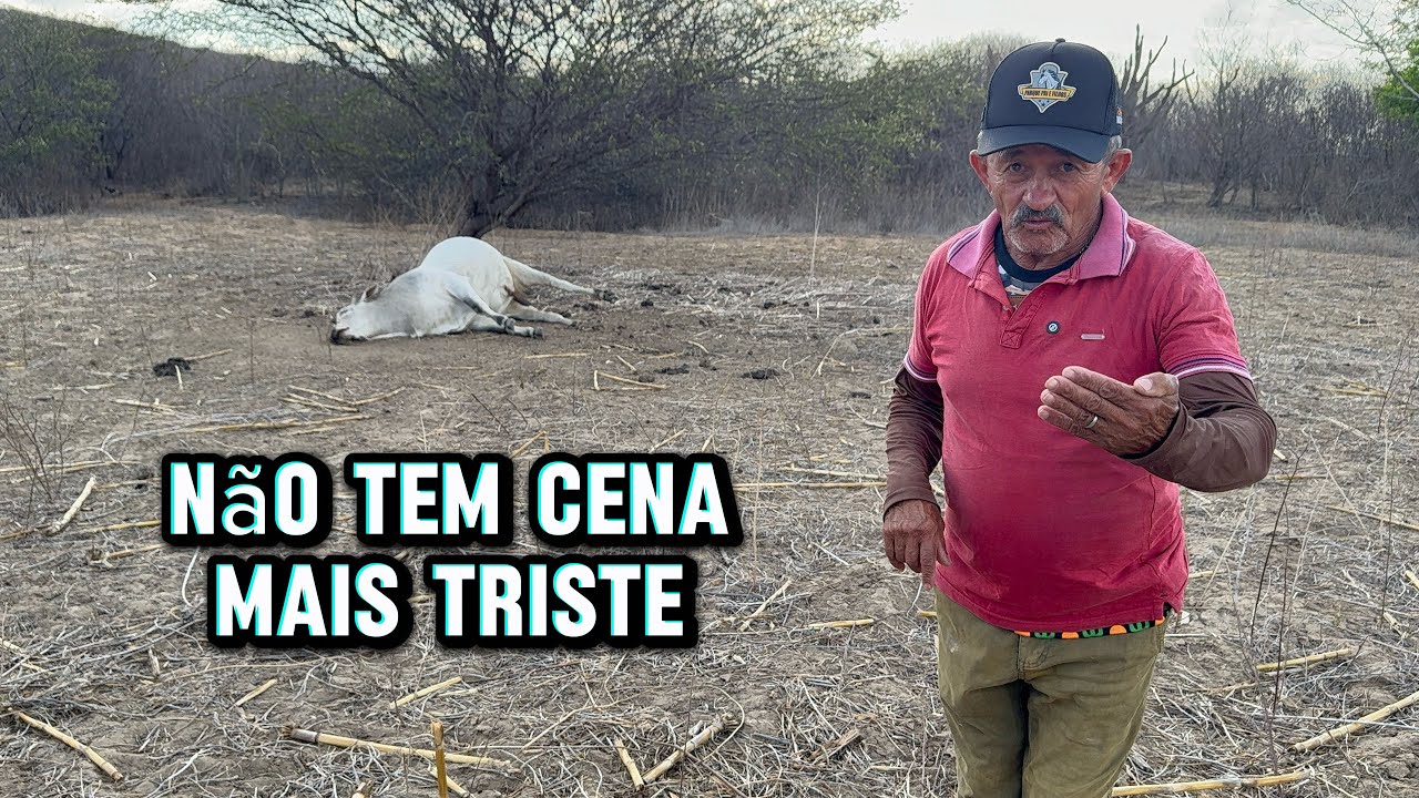 A maior tristeza para o criador de gado 